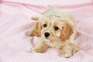 Tiara: Dog - Cavachon (Cavalier x Bichon Frise) 10 week