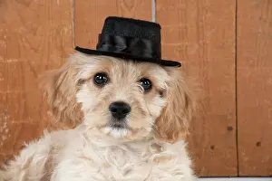Frises: Dog - Cavachon (Cavalier x Bichon Frise) 10 week
