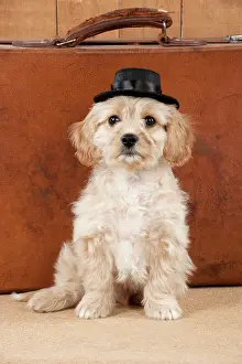 Suitcase: Dog - Cavachon (Cavalier x Bichon Frise) 10 week