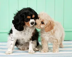 Frises: Dog - Cavachon (Cavalier x Bichon Frise) 10 week