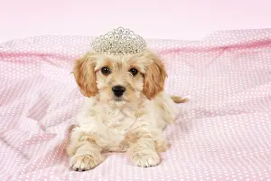 Tiara: Dog - Cavachon (Cavalier x Bichon Frise) 10 week