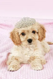 Tiara: Dog - Cavachon (Cavalier x Bichon Frise) 10 week