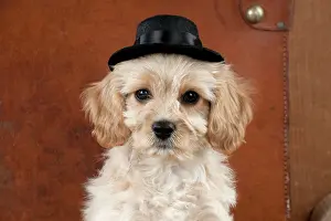 Week: Dog - Cavachon (Cavalier x Bichon Frise) 10 week