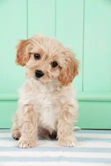 Frises: Dog - Cavachon (Cavalier x Bichon Frise) 10 week old puppy