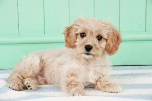 Frises: Dog - Cavachon (Cavalier x Bichon Frise) 10 week old puppy