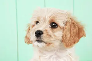 Frises: Dog - Cavachon (Cavalier x Bichon Frise) 10 week old puppy