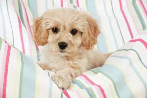 Frises: Dog - Cavachon (Cavalier x Bichon Frise) 10 week old puppy