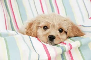 Frises: Dog - Cavachon (Cavalier x Bichon Frise) 10 week old puppy