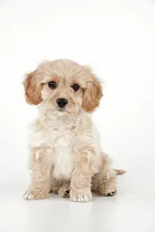 Frises: Dog - Cavachon (Cavalier x Bichon Frise) 10 week old puppy