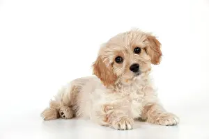 Frises: Dog - Cavachon (Cavalier x Bichon Frise) 10 week old puppy