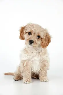 Week: Dog - Cavachon (Cavalier x Bichon Frise) 10 week old puppy