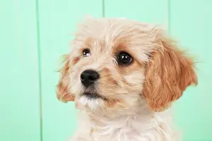 Frise: DOG -Cavachon (Cavarier x Bichon Frise)
