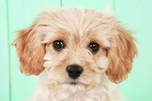 Frise: DOG -Cavachon (Cavarier x Bichon Frise)