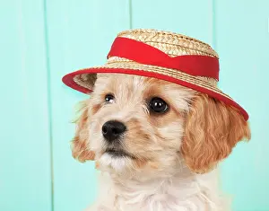 Cavachon: DOG - Cavachon (Cavarier x Bichon Frise ) puppy