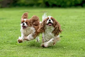 Chasing: DOG - Cavalier King Charles running in garden