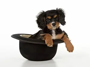 Bowler: Dog Cavalier King Charles Spaniel 10 week old puppy