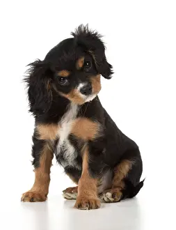 Cocked: Dog Cavalier King Charles Spaniel 10 week old puppy