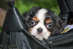 Handbag: Dog - Cavalier King Charles Spaniel