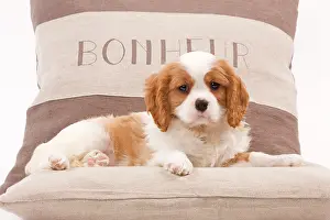 Cavalier: Dog - Cavalier King Charles Spaniel