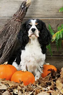 Broom: DOG. Cavalier king charles spaniel with broom and pumpkins
