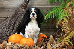 Broom: DOG. Cavalier king charles spaniel with broom and pumpkins