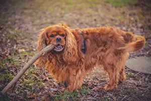 Chewing: Dog (Cavalier King Charles Spaniel) chewing on a