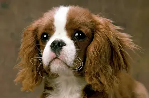 Dometic: DOG - Cavalier King Charles Spaniel, close up of face
