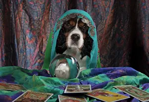Scarves: Dog