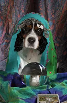 Scarves: Dog