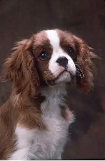 Cavalier: Dog - Cavalier King Charles Spaniel head close-up