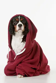 Hoodies: Dog - Cavalier King Charles Spaniel in a Hoodie