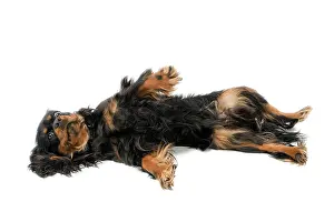 Submissive: Dog - Cavalier King Charles Spaniel - lying on