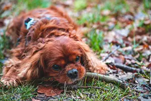 Chew: Dog (Cavalier King Charles Spaniel) lying in a meadow