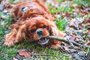 Chew: Dog (Cavalier King Charles Spaniel) lying in a meadow