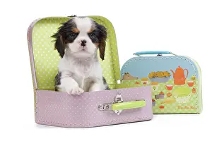 Suitcase: Dog - Cavalier King Charles Spaniel - in pink suitcase