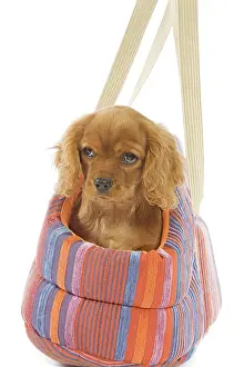 Carriers: Dog - Cavalier King Charles Spaniel - puppies in dog carrier