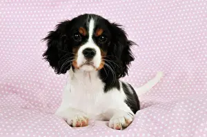 Spotty: DOG. Cavalier king charles spaniel puppy lying