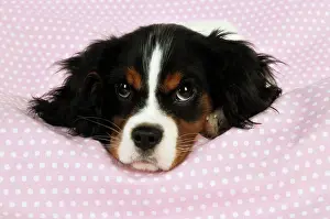 Spotty: DOG. Cavalier king charles spaniel puppy lying