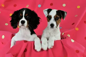 Spotty: DOG. Cavalier king charles spaniel puppy and parson