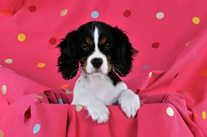 Spotty: DOG. Cavalier king charles spaniel puppy sitting