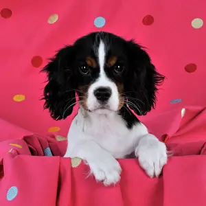 Spotty: DOG. Cavalier king charles spaniel puppy sitting