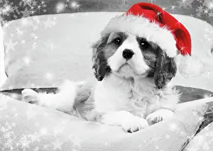 Dog - Cavalier King Charles Spaniel puppy wearing