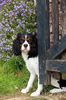 Gateway: DOG - Cavalier king charles spaniel sitting in