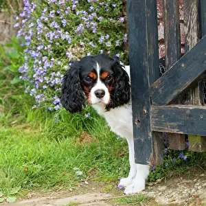 Gateway: DOG - Cavalier king charles spaniel standing in