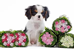 Bunches: Dog - Cavalier King Charles Spaniel - in studio