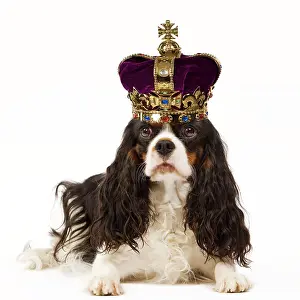 Royal: Dog - Cavalier King Charles Spaniel wearing a crown