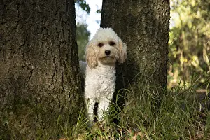 100119: DOG, Cavapoo between 2 trees, autumn