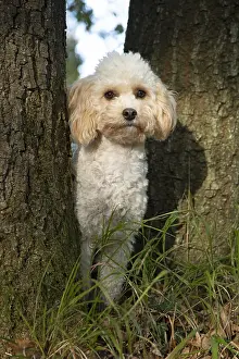 100119: DOG, Cavapoo between 2 trees, autumn
