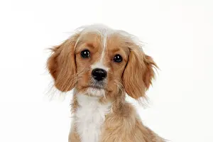 Designer: DOG - Cavapoo