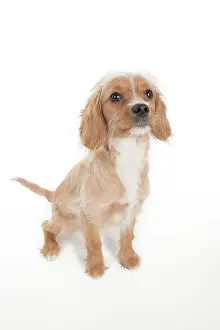 Designer: DOG - Cavapoo